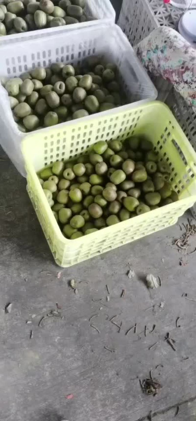 蒲江红心猕猴桃