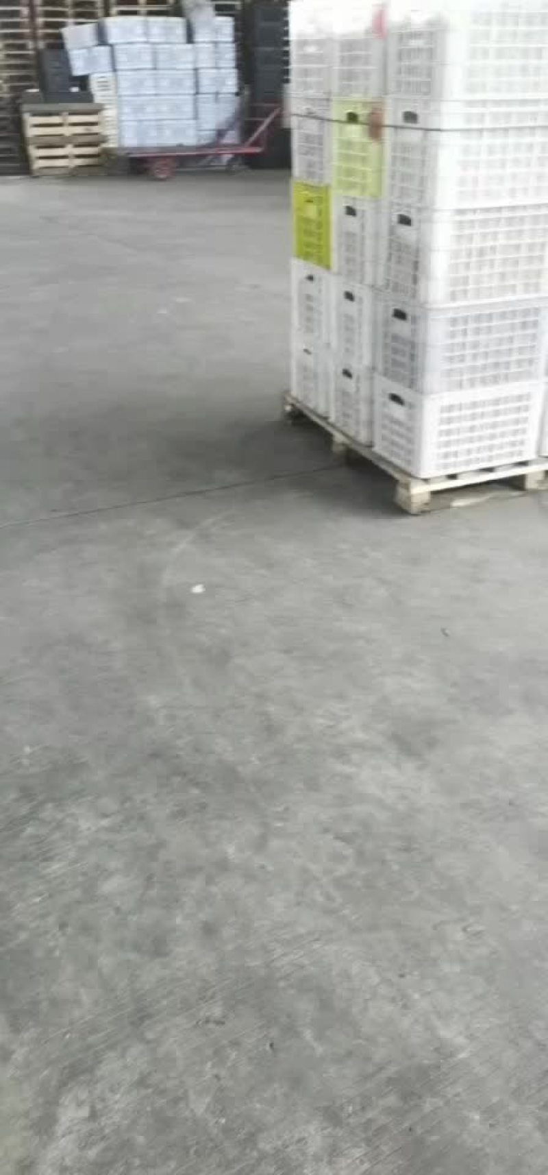 蒲江红心猕猴桃