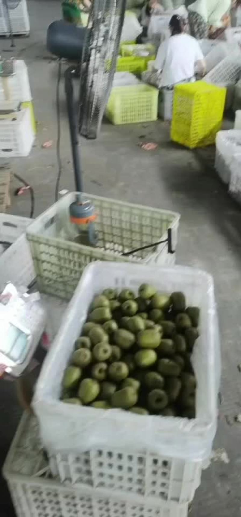 蒲江红心猕猴桃
