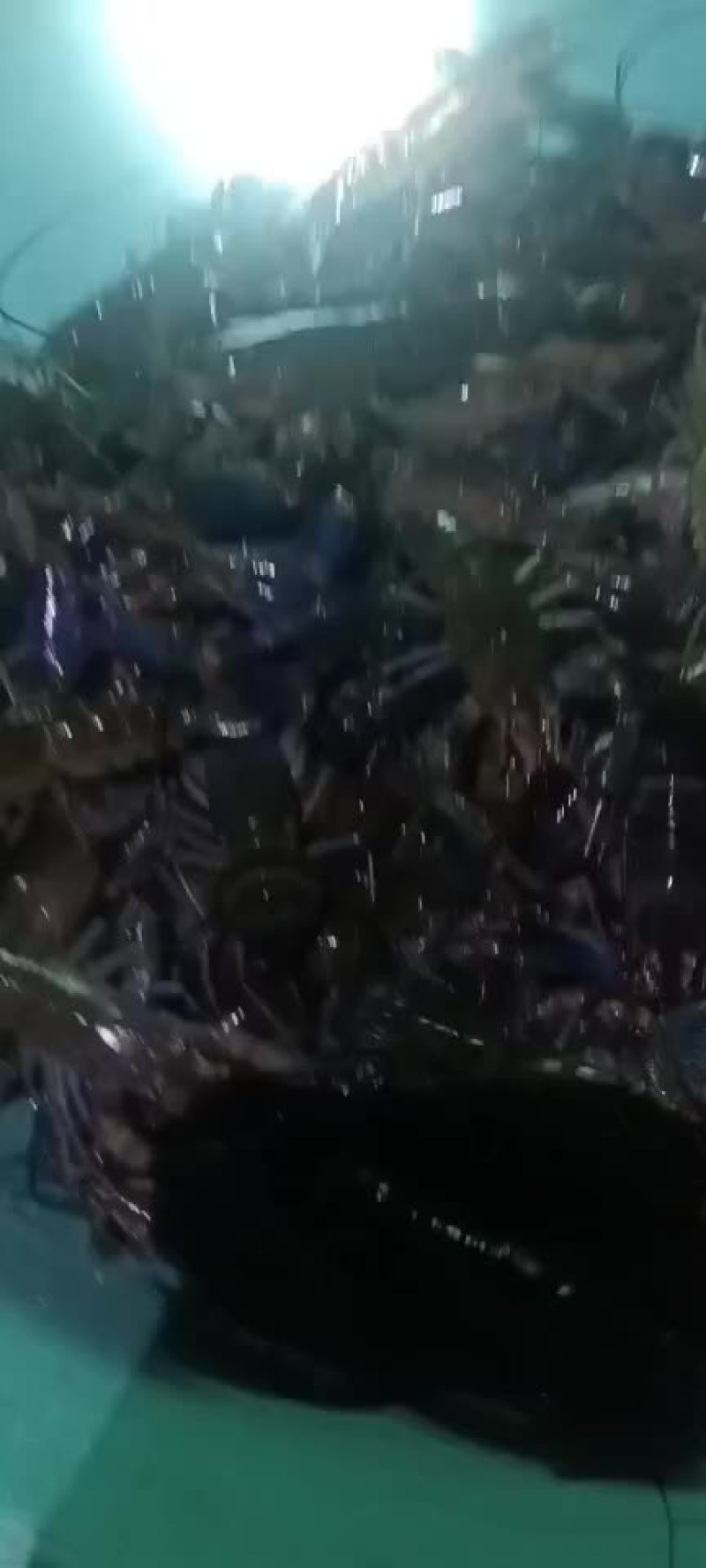 澳洲龙虾