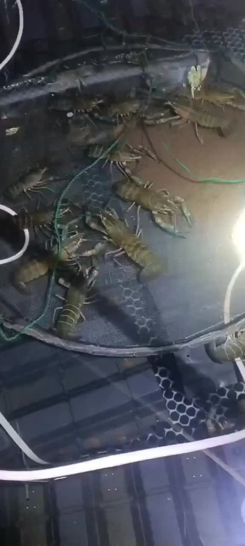 澳洲龙虾