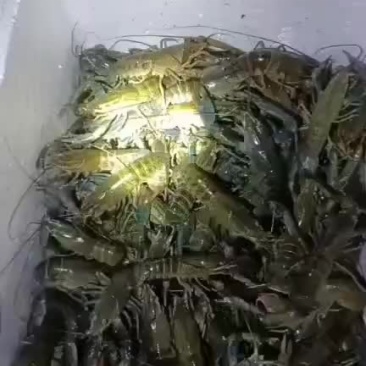 澳洲龙虾