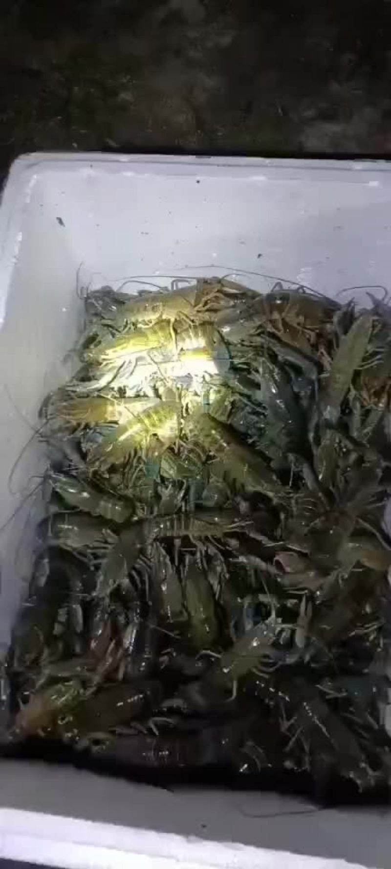 澳洲龙虾