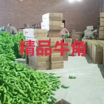 精品牛角大量上市