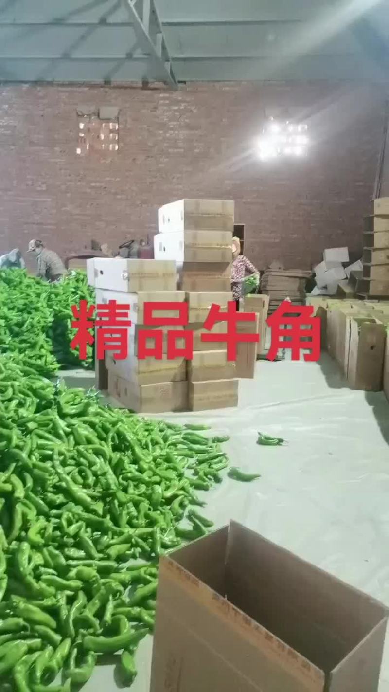 精品牛角大量上市