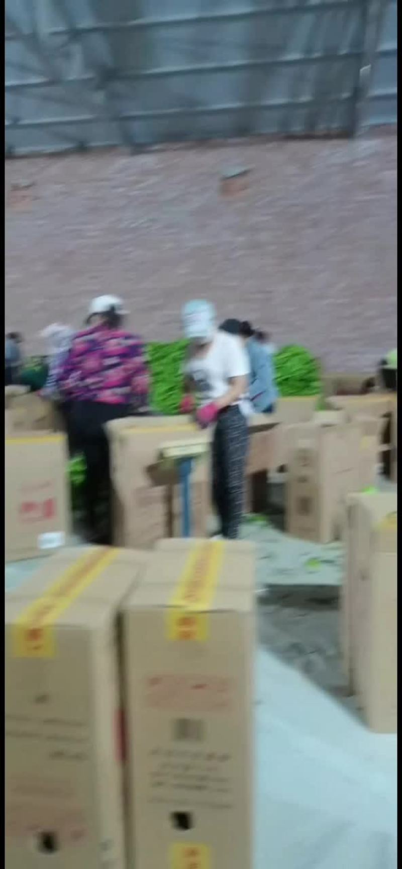 精品牛角大量上市