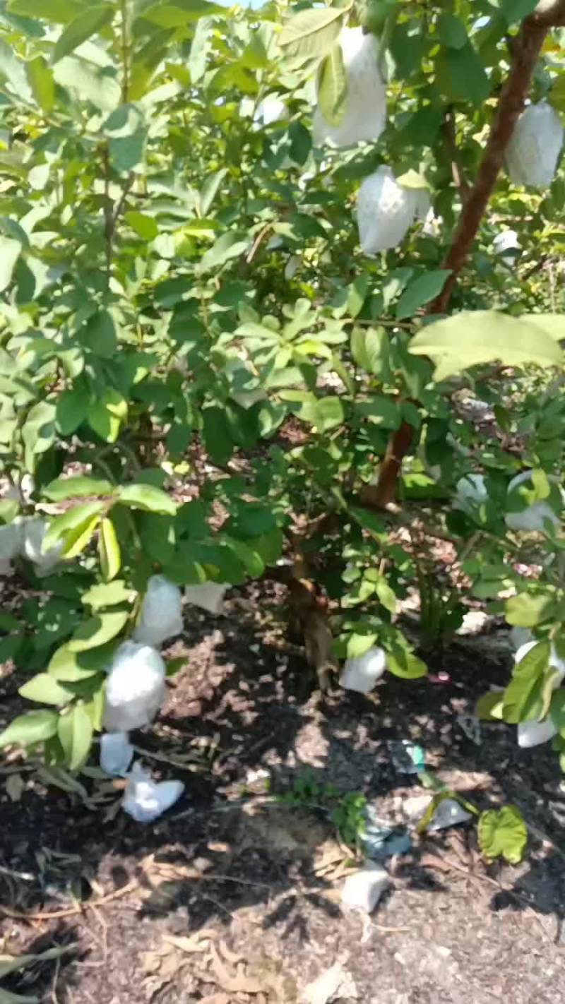 番石榴