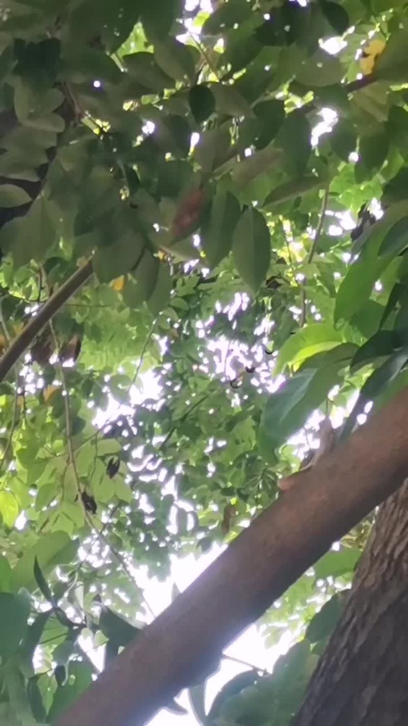 花梨树