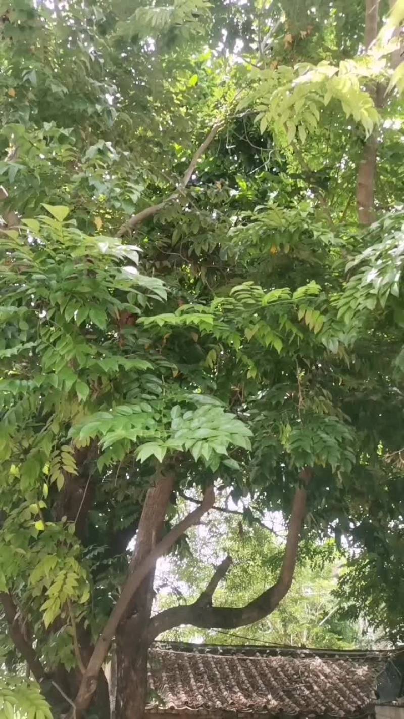 花梨树