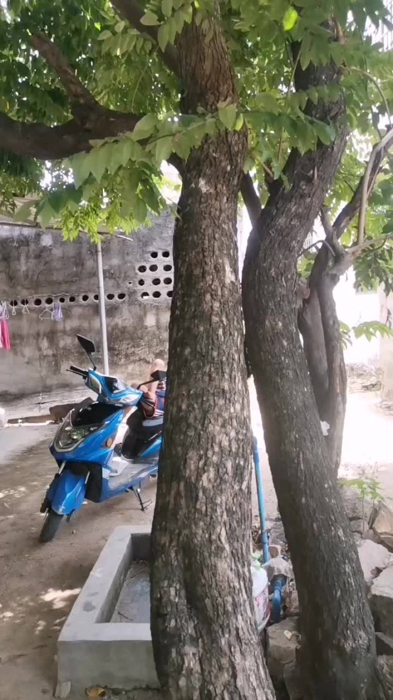 花梨树