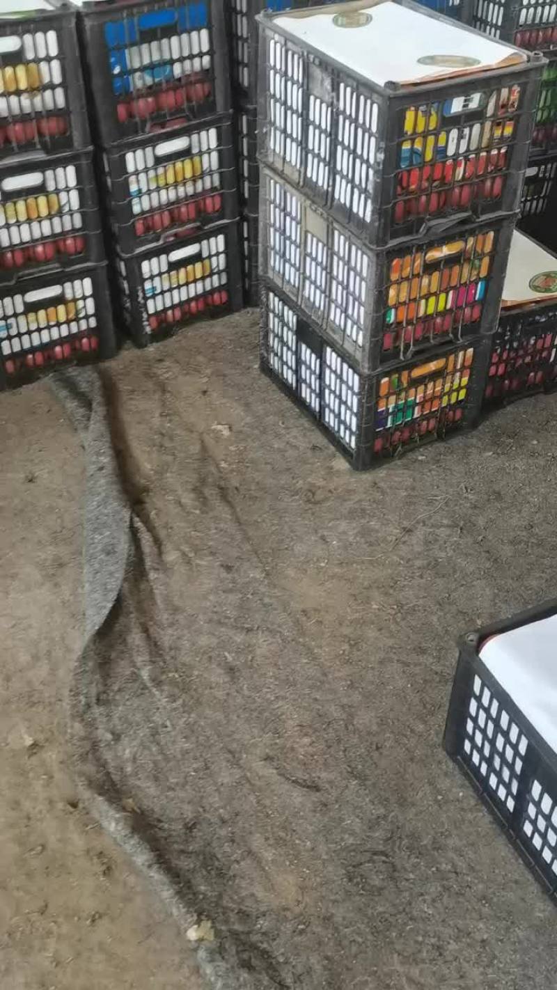 西红柿