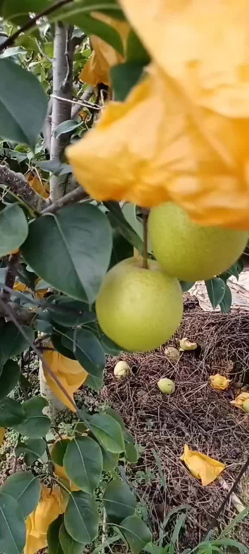 雪花梨