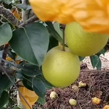 雪花梨
