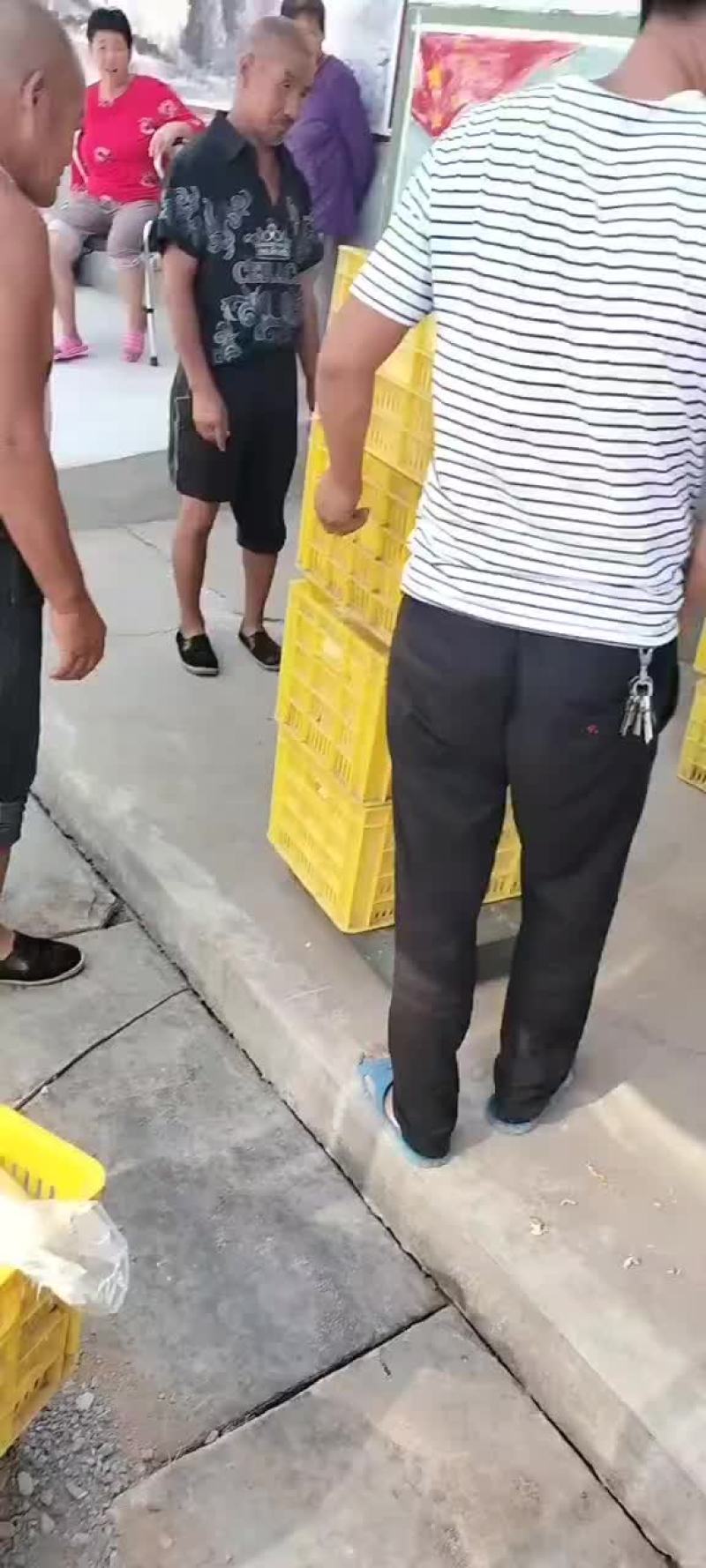 大量笋瓜
