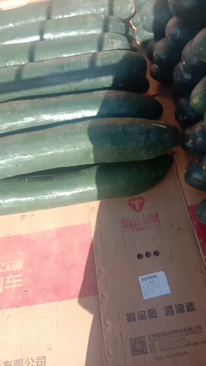 精品黑皮吊冬瓜基地，瓜条直，肉厚，货源稳定，价格公道，