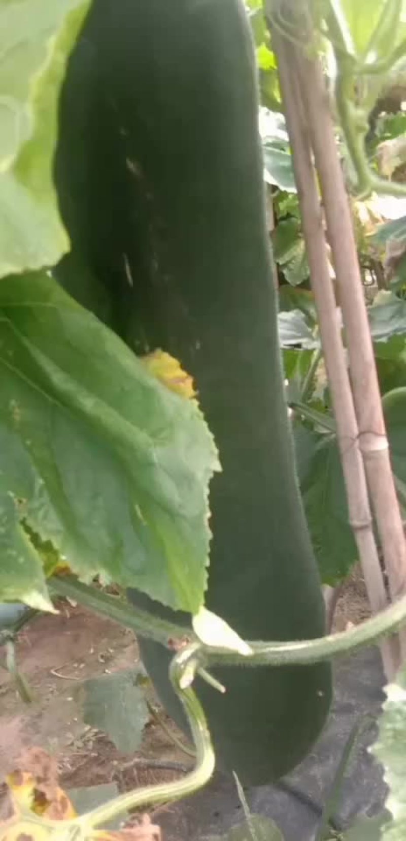 精品黑皮吊冬瓜基地，瓜条直，肉厚，货源稳定，价格公道，