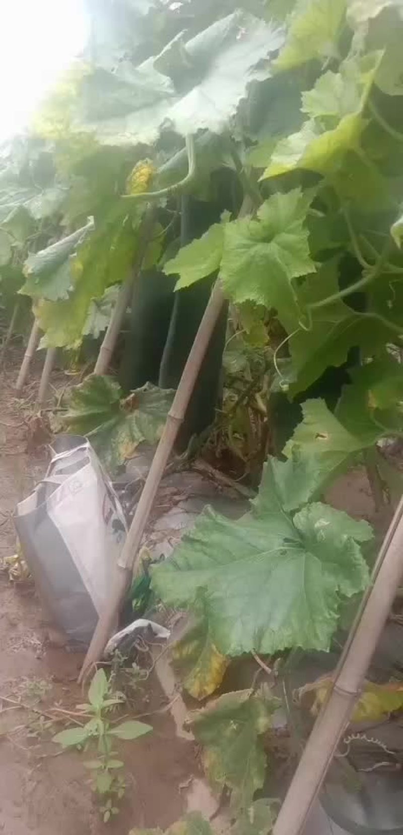 精品黑皮吊冬瓜基地，瓜条直，肉厚，货源稳定，价格公道，