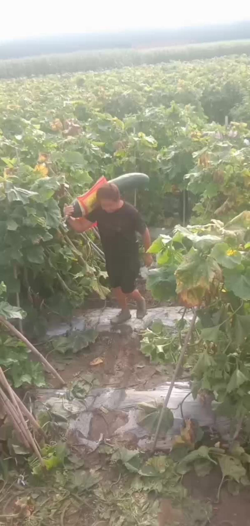 精品黑皮吊冬瓜基地，瓜条直，肉厚，货源稳定，价格公道，