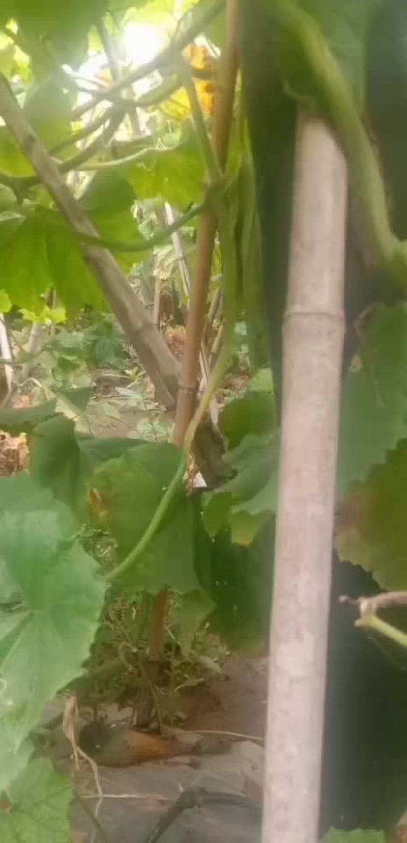 精品黑皮吊冬瓜基地，瓜条直，肉厚，货源稳定，价格公道，
