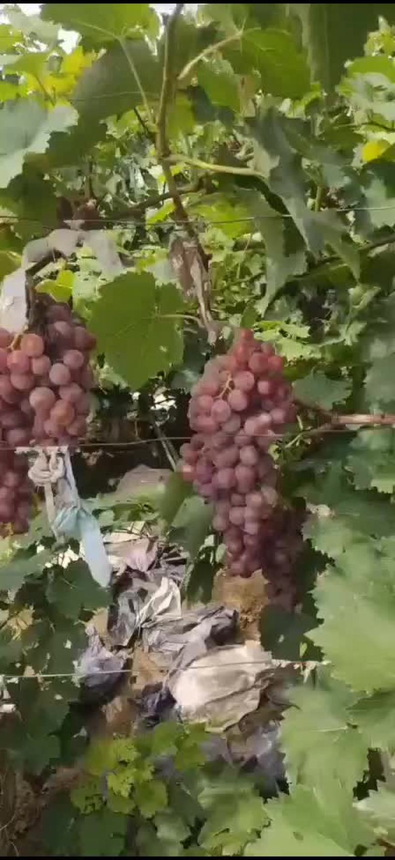 套袋葡萄大量上市，货源充足，需要的电联