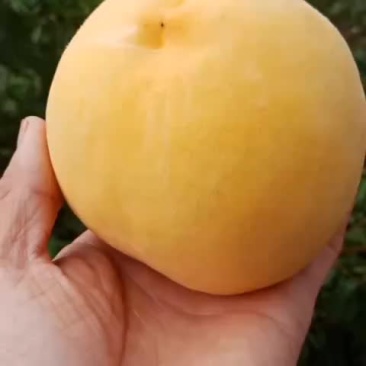 黄桃