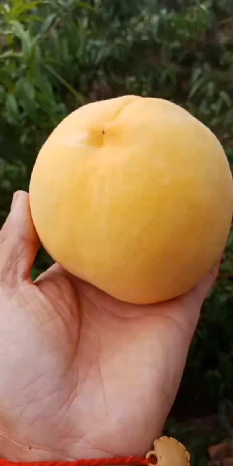 黄桃