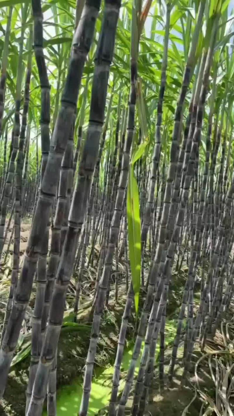 广西黑皮甘蔗脆甜化渣需要联系