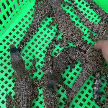 湾鳄苗
