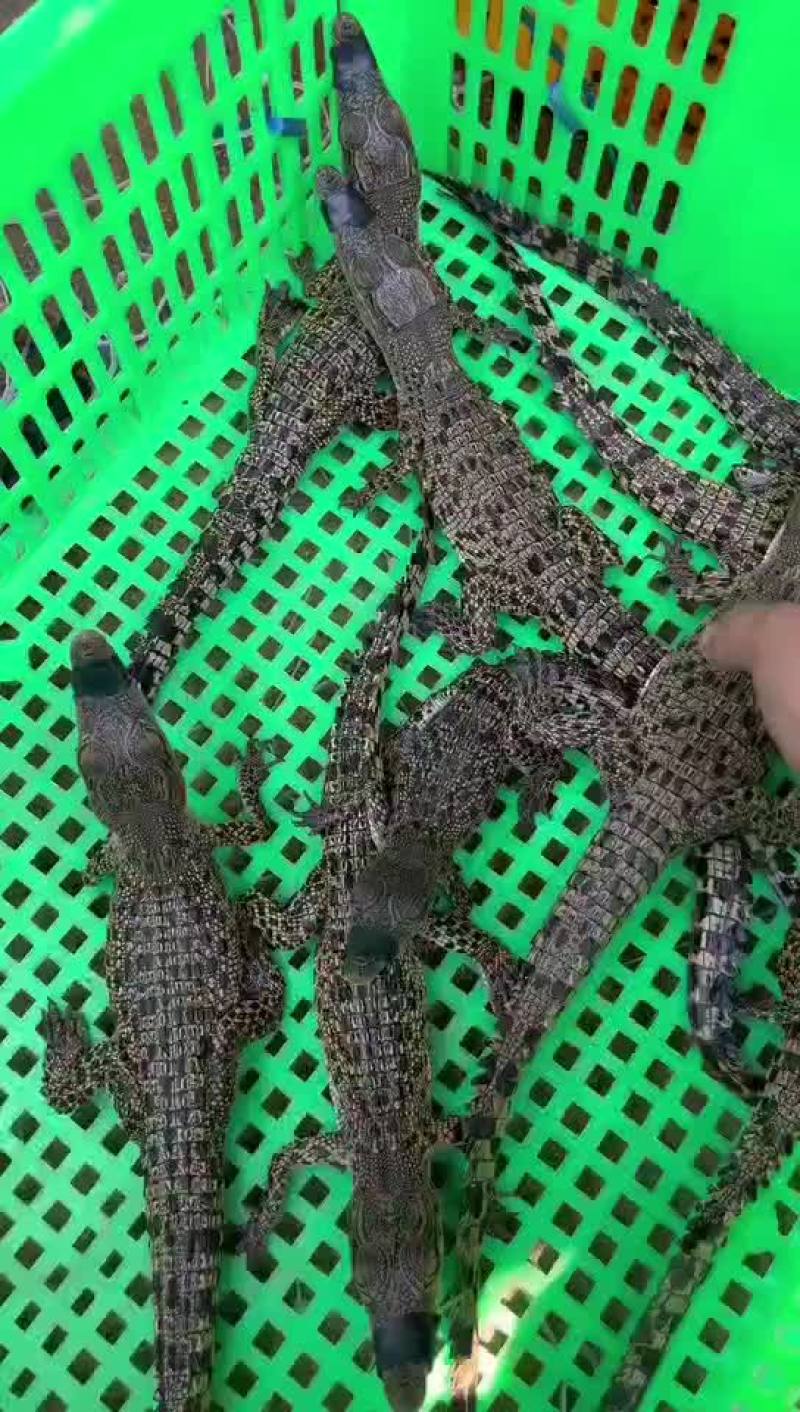 湾鳄苗