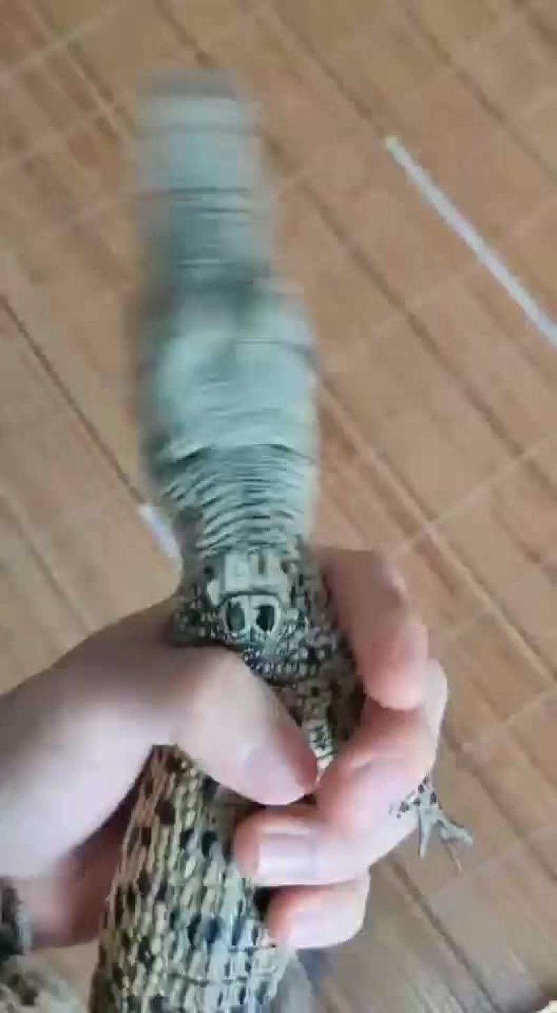 湾鳄苗