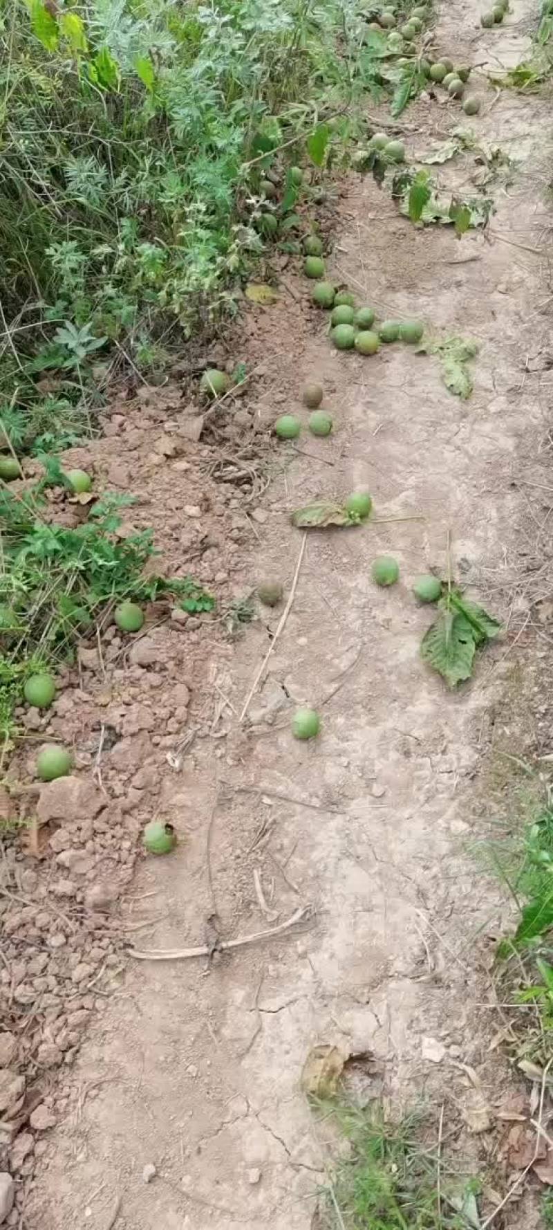 山地上的核桃