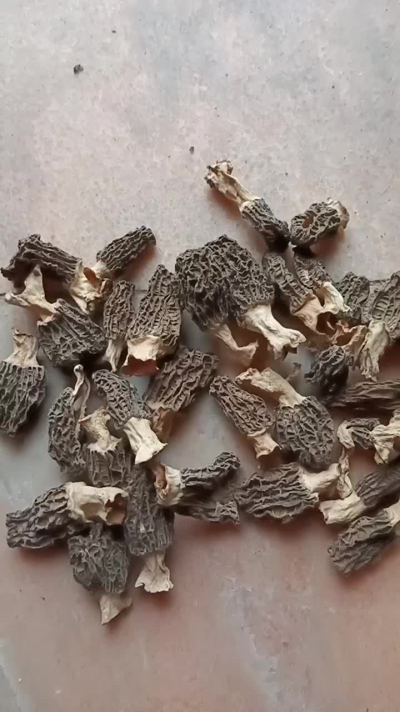羊肚菌