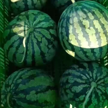 美嘟西瓜