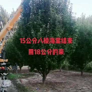 现在18公分还有量