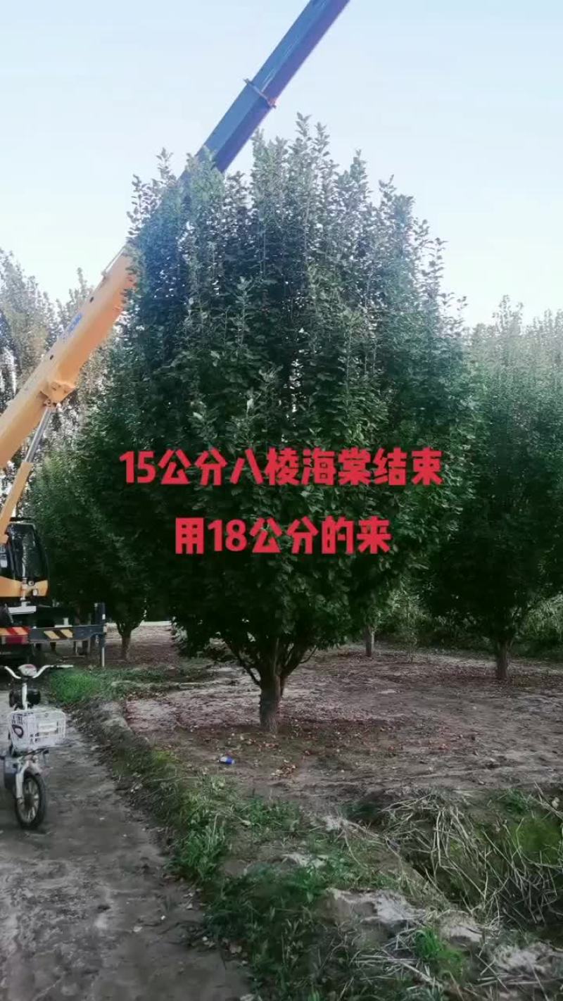 现在18公分还有量