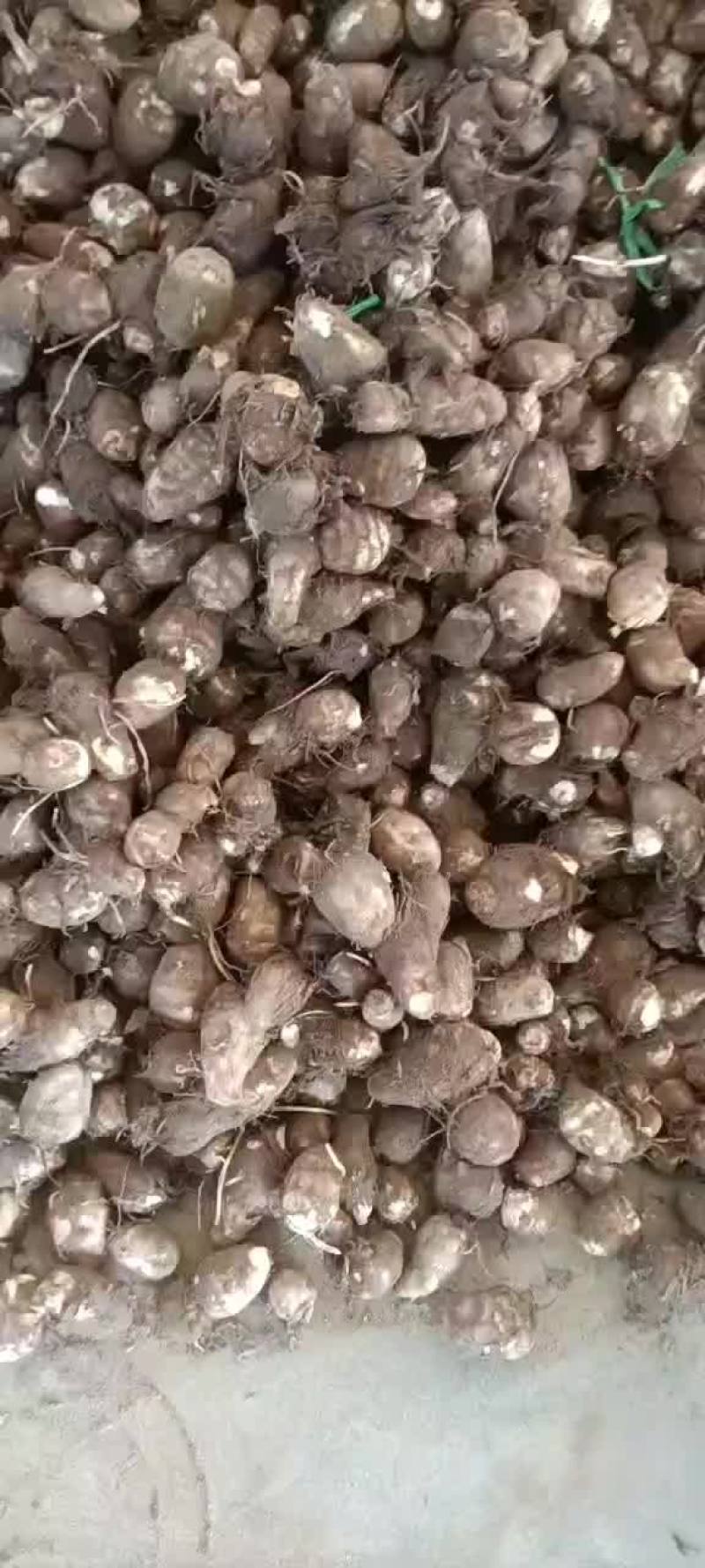 毛芋头，大球，中球，小球，支持全国发货。