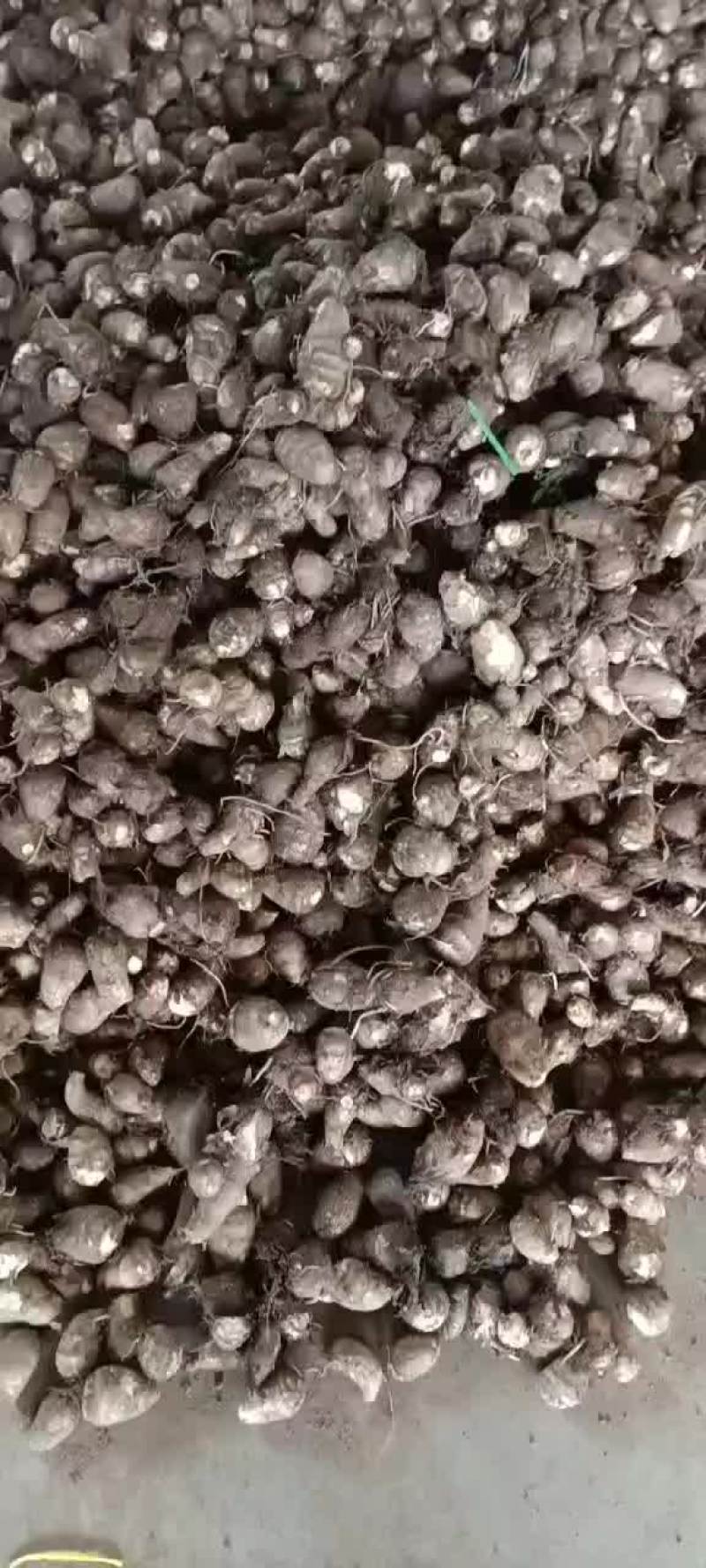 毛芋头，大球，中球，小球，支持全国发货。