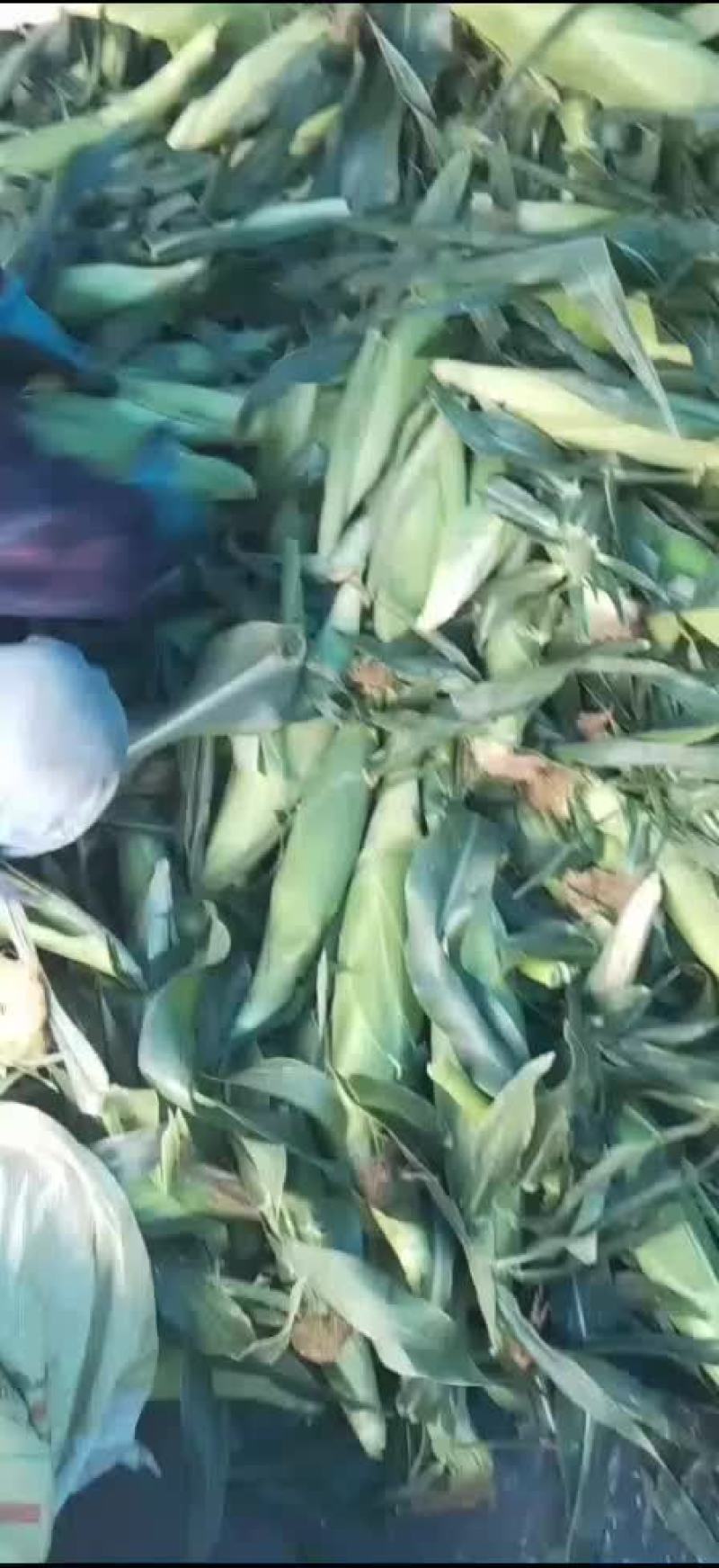 水果玉米