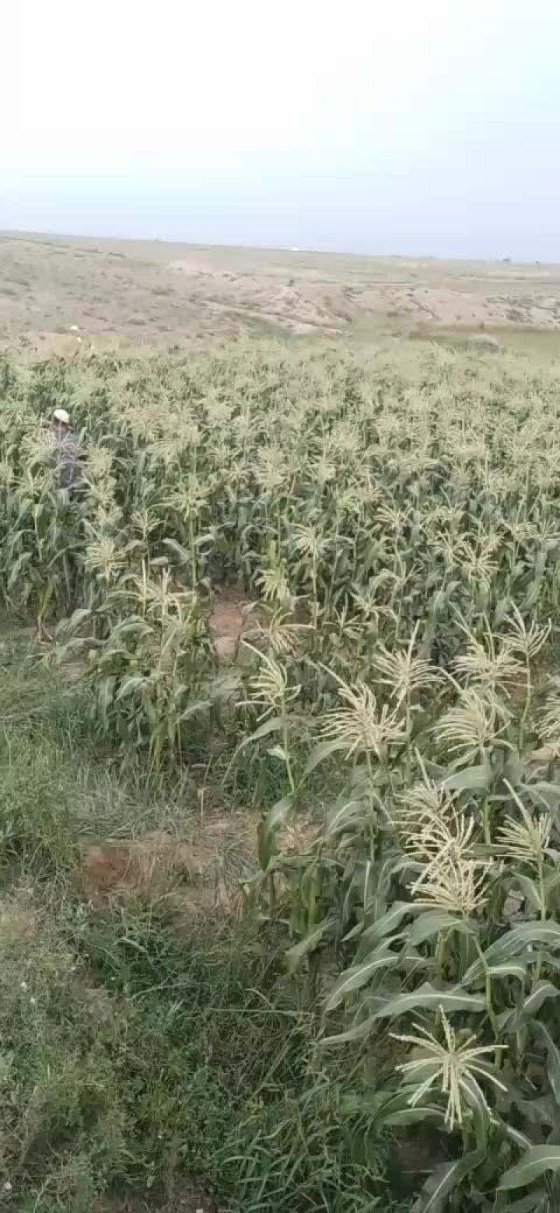 水果玉米