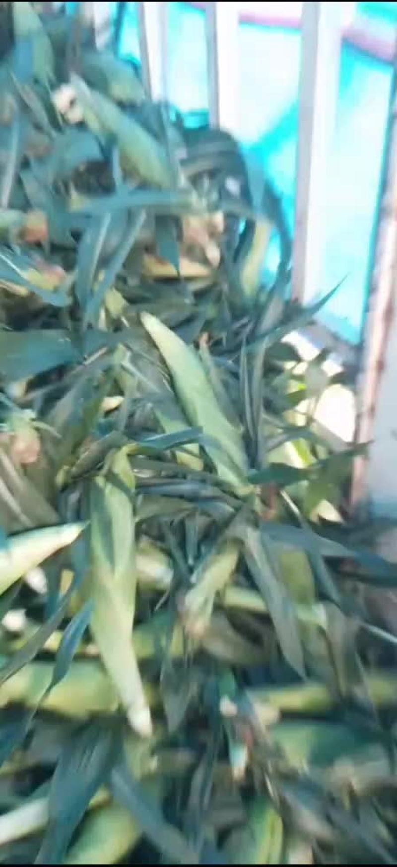 水果玉米