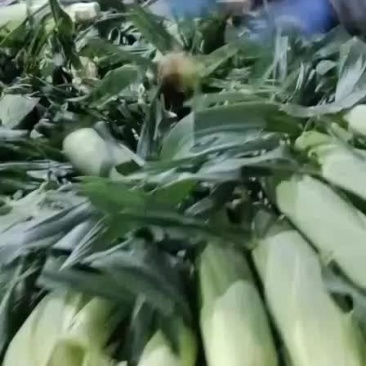 水果玉米