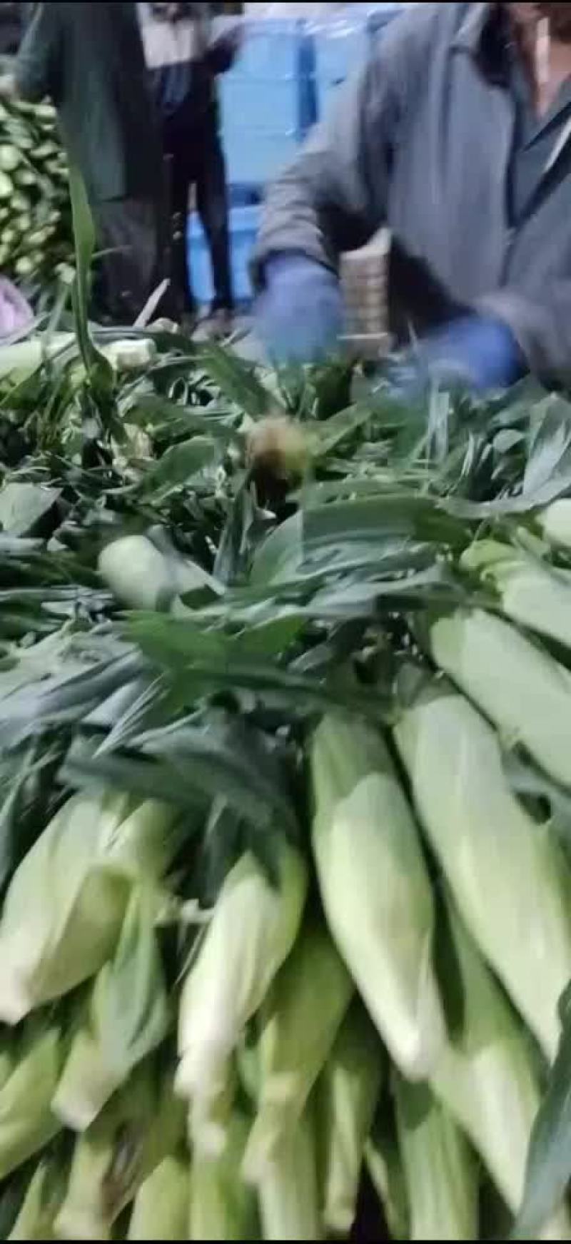 水果玉米
