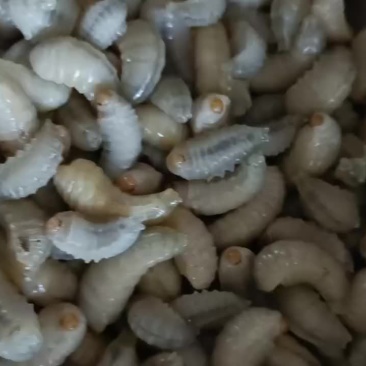 纯野生特大金环蜂蛹营养价值非高油炸煎炒非常美2味