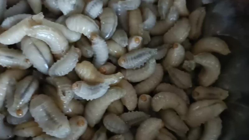 纯野生特大金环蜂蛹营养价值非高油炸煎炒非常美2味