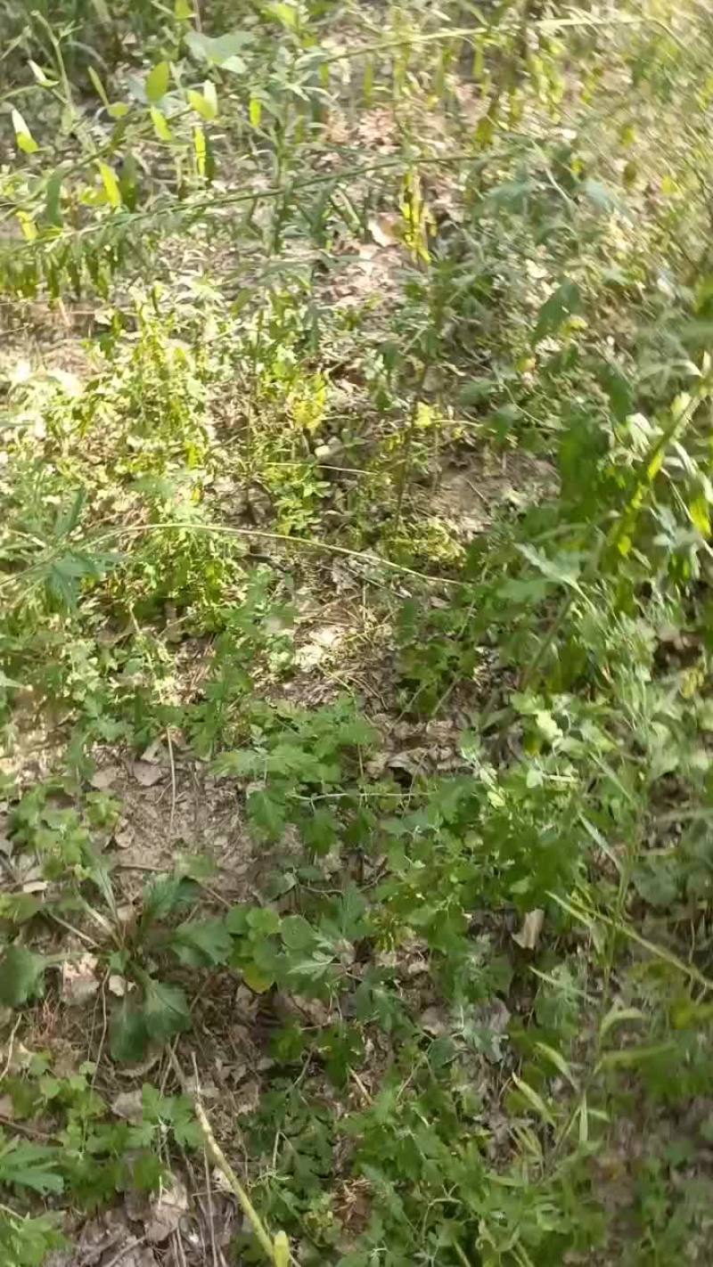 纯野生特大金环蜂蛹营养价值非高油炸煎炒非常美2味