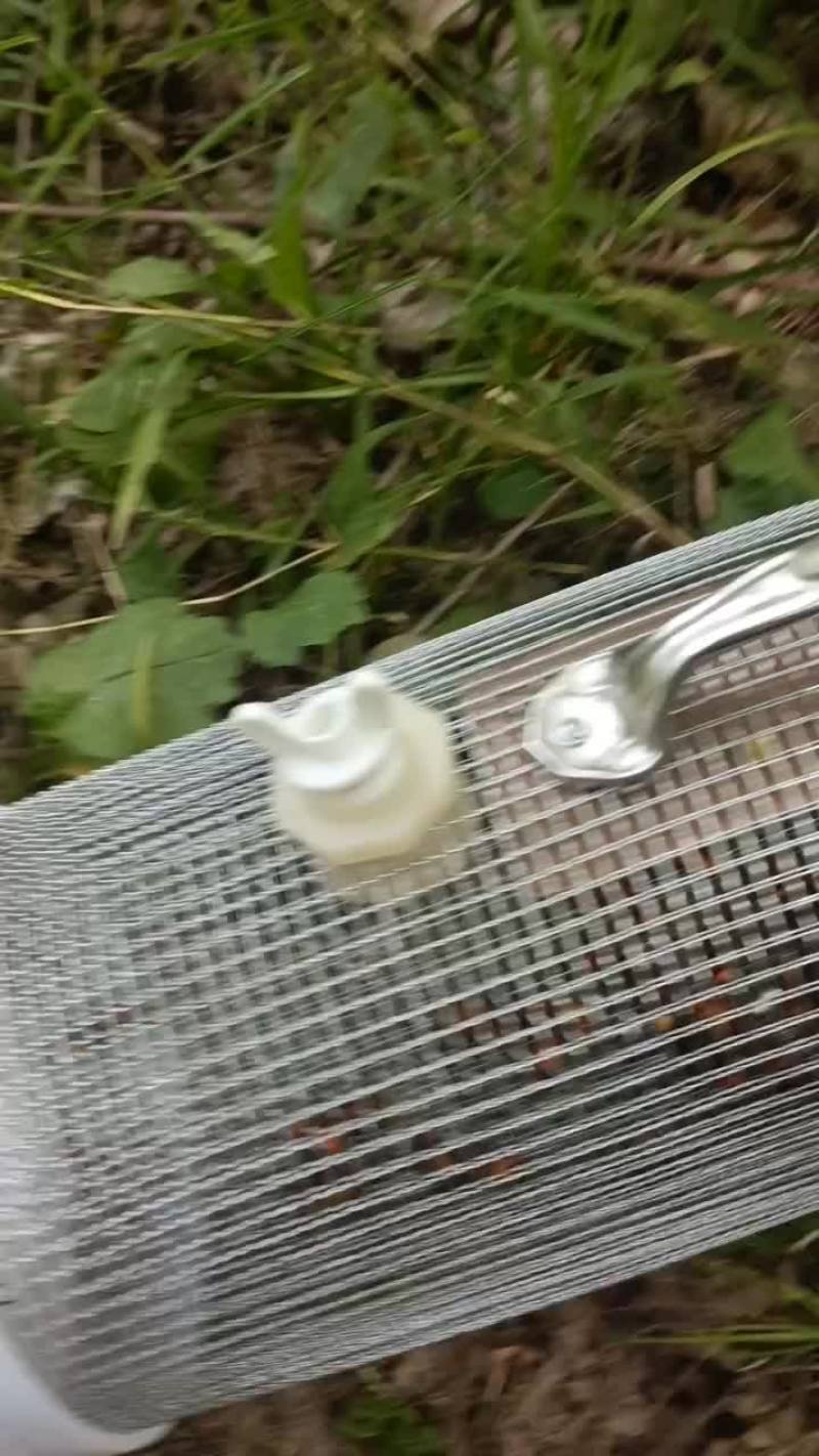 纯野生特大金环蜂蛹营养价值非高油炸煎炒非常美2味