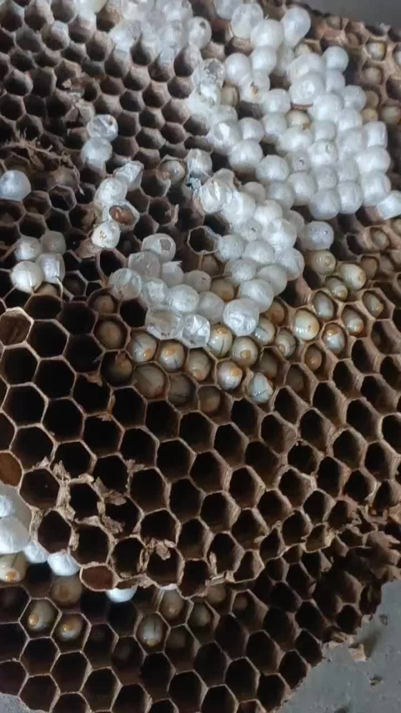 纯野生特大金环蜂蛹营养价值非高油炸煎炒非常美2味