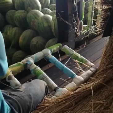 吉林西瓜产区地雷西瓜大量有货
