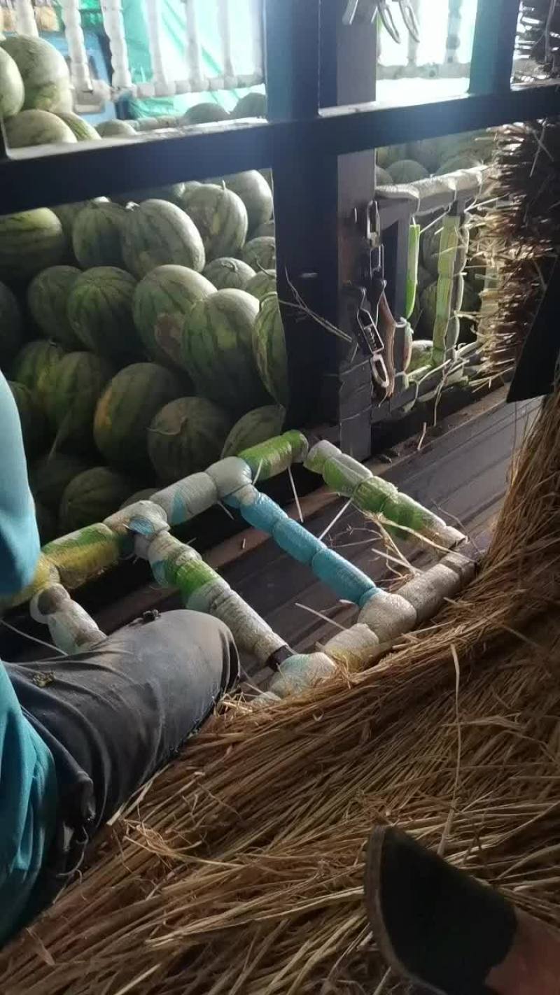 吉林西瓜产区地雷西瓜大量有货