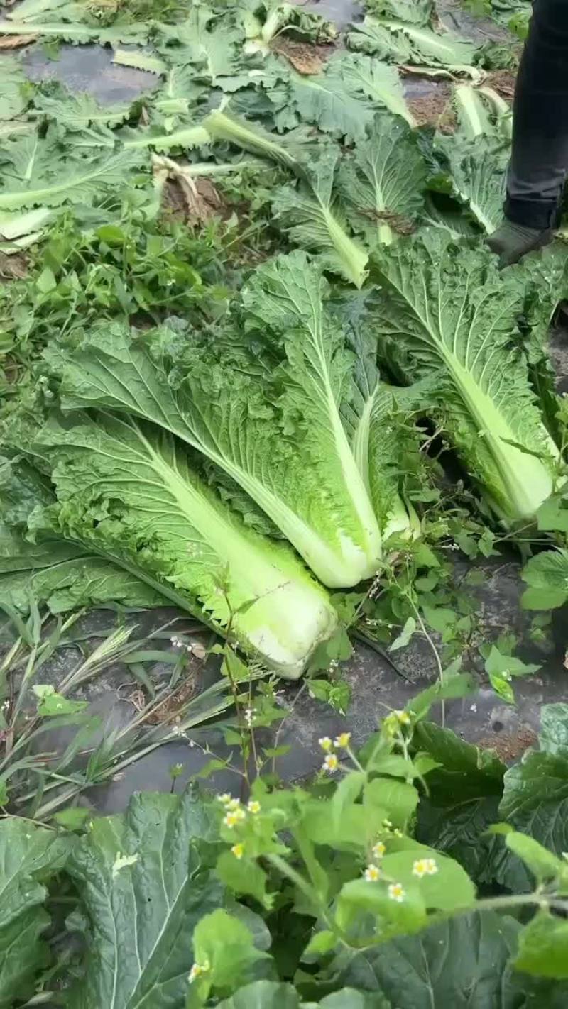 青口白